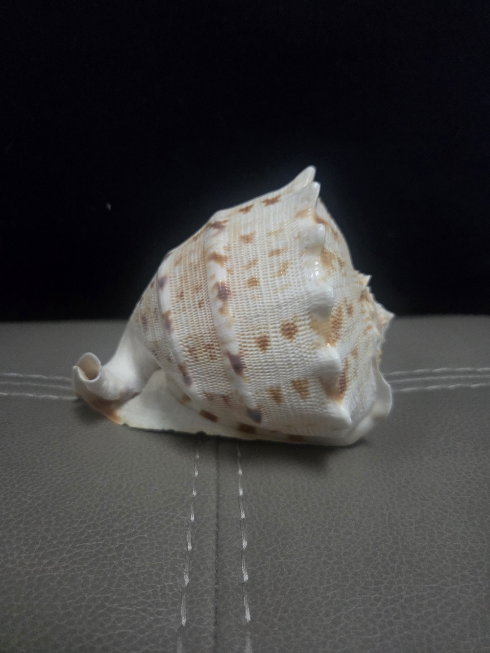 Beautiful Cassis Cornuta Shell 5” Stunning Sea Shell ~ Bin R - Picture 4 of 11